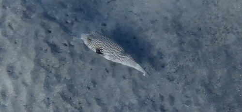 Arothron hispidus observed 2026-10-28