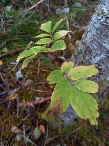 Sambucus nigra observed 2026-10-28