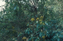 Rumfordia floribunda