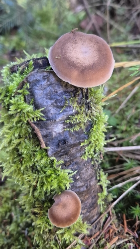 Lentinus brumalis observed 2026-10-28