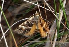 Chrysolarentia vicissata