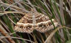 Chrysolarentia vicissata