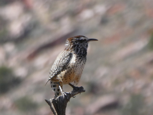 Campylorhynchus brunneicapillus, 2026-10-27