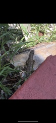 Leiocephalus carinatus