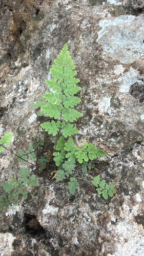 Myriopteris alabamensis, 2026-10-28