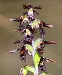 Genoplesium morrisii