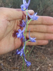 Delphinium gracile
