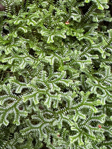 Selaginella observed 2026-10-28