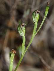 Pterostylis rubescens