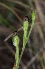 Pterostylis rubescens