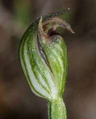 Pterostylis rubescens
