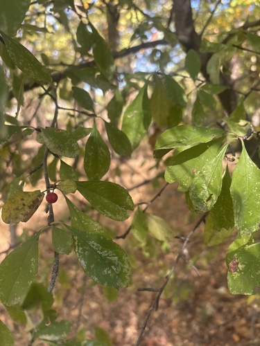 Ilex observed 2026-10-28