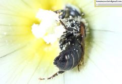 Hoplitis beijingensis