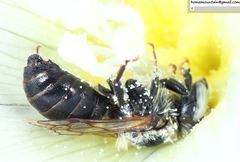 Hoplitis beijingensis