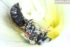 Hoplitis beijingensis