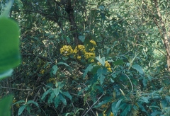 Rumfordia floribunda