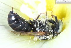 Hoplitis beijingensis