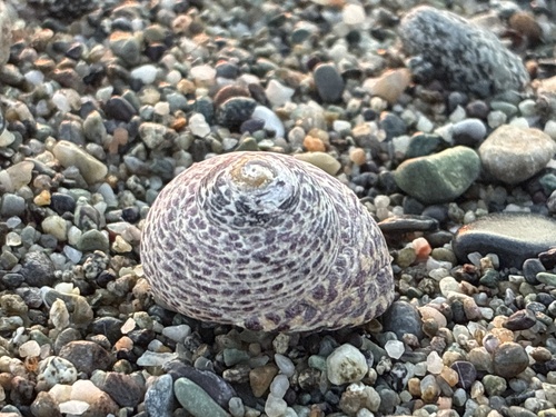 Gibbula observed 2026-10-28