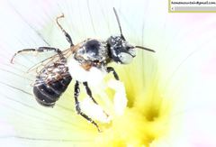 Hoplitis beijingensis