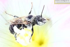 Hoplitis beijingensis