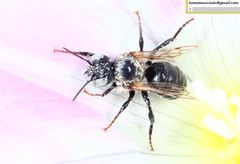 Hoplitis beijingensis