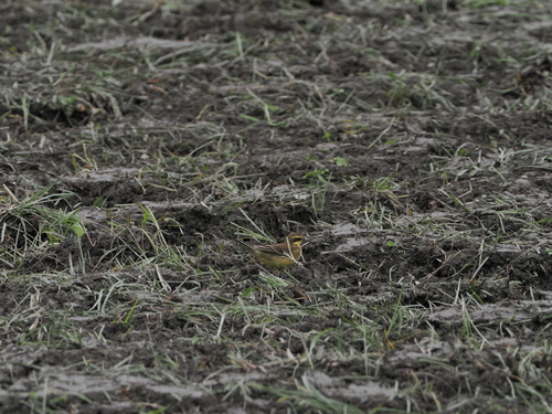 Motacilla flava observed 2026-10-25