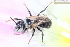 Hoplitis beijingensis