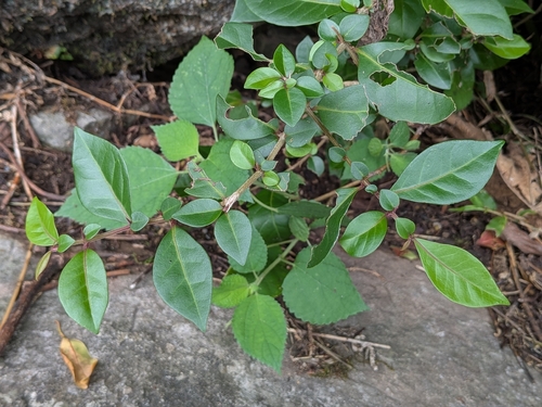 Pisonia observed 2026-10-27