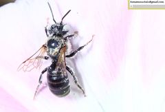 Hoplitis beijingensis