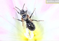 Hoplitis beijingensis