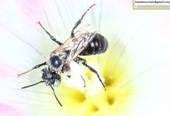 Hoplitis beijingensis