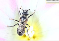 Hoplitis beijingensis