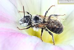 Hoplitis beijingensis