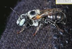 Hoplitis beijingensis