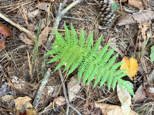 Amauropelta noveboracensis observed 2026-10-28