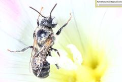 Hoplitis beijingensis