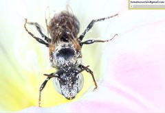 Hoplitis beijingensis