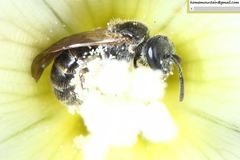 Hoplitis beijingensis