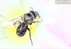 Hoplitis beijingensis