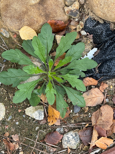 Erigeron canadensis observed 2026-10-28
