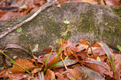 Luzula acuminata carolinae