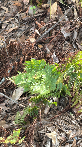 Dryopteris erythrosora observed 2026-10-28