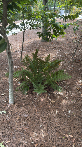 Dryopteris erythrosora observed 2026-10-28