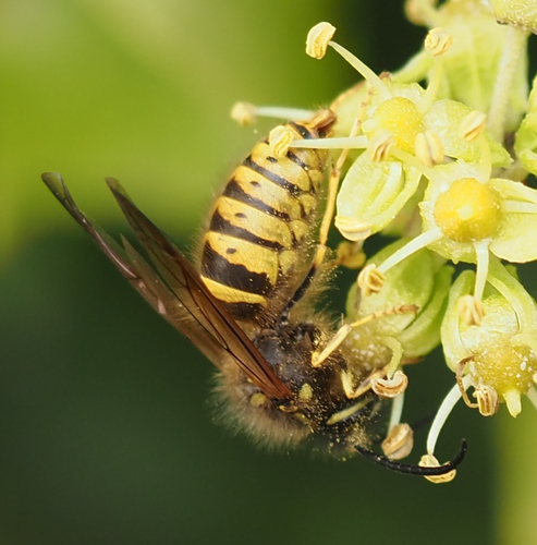 Vespula vulgaris, 2026-10-28