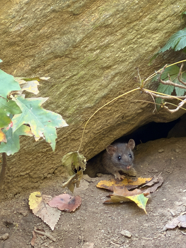 Rattus rattus observed 2026-10-28