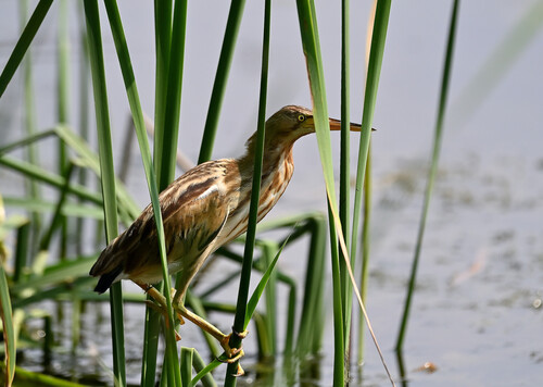 Ixobrychus sinensis observed 2026-10-28