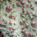 Beret Lichens - Photo (c) Samuel Brinker, some rights reserved (CC BY-NC), uploaded by Samuel Brinker