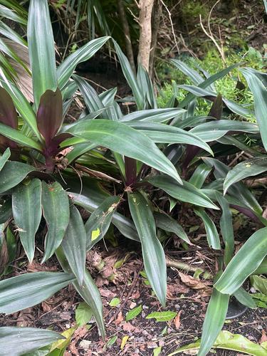 Tradescantia spathacea observed 2026-10-28