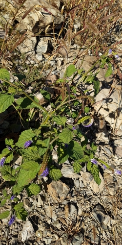 Heliotropium indicum observed 2026-10-28