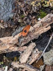 Anostirus bipunctatus